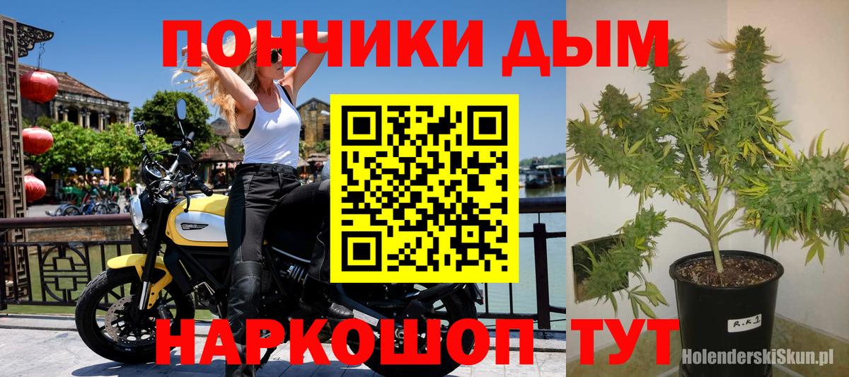 Конопля гибрид Приморско-Ахтарск